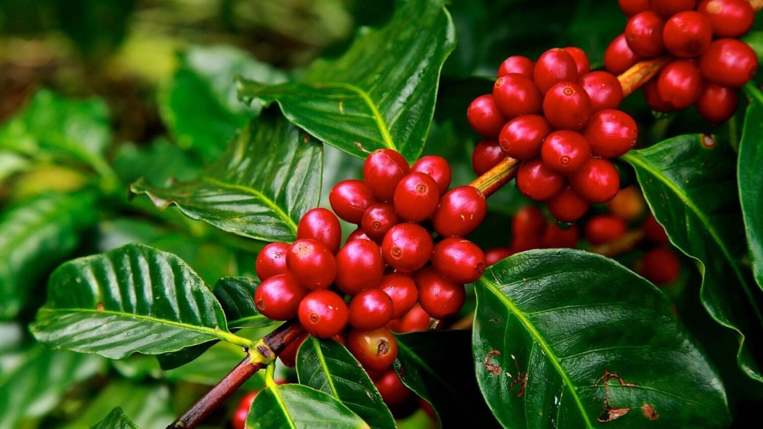 DECAF Colombia - Valle Del Cauca - Sugar Cane EA