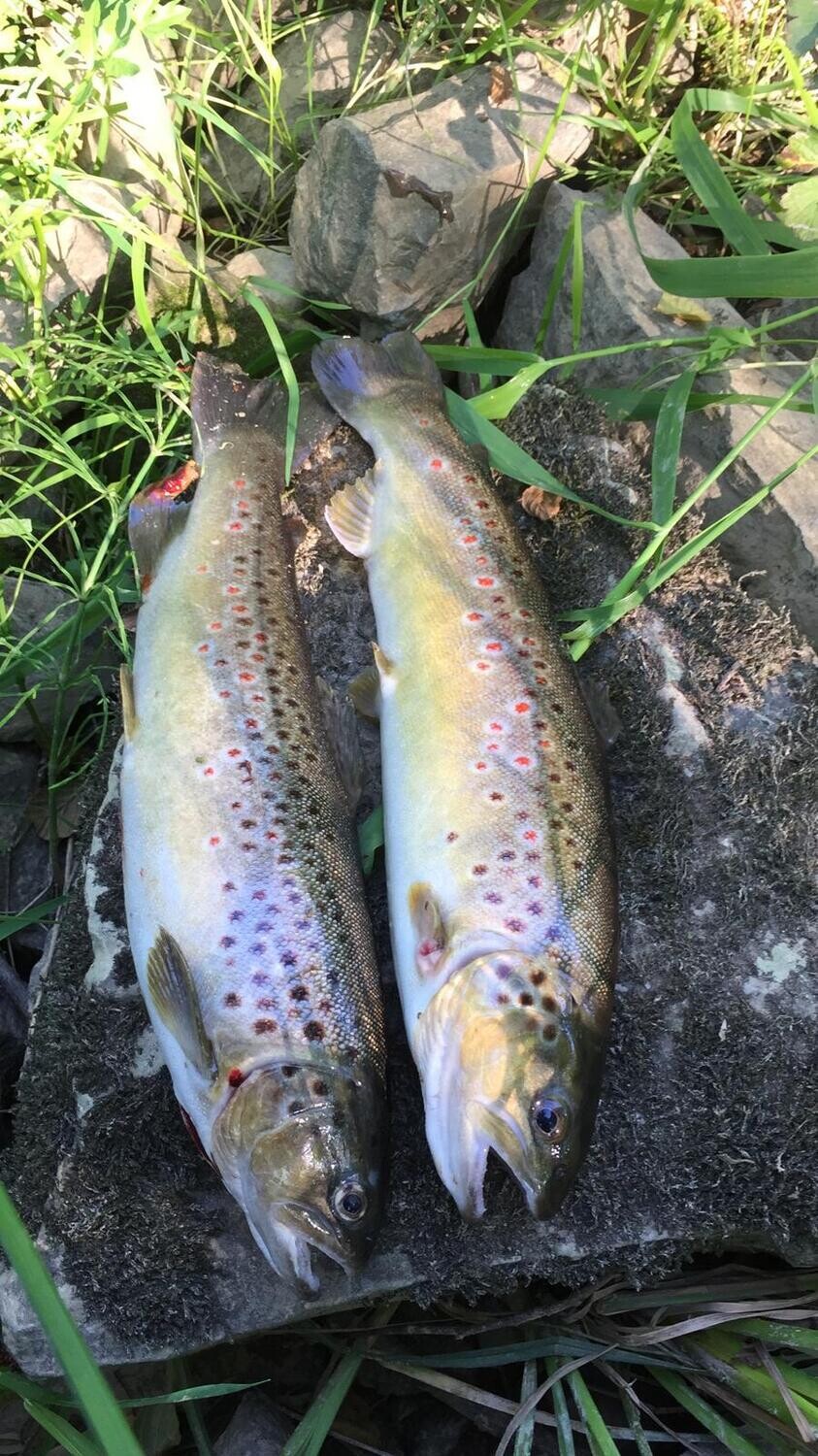 Geräucherte Forelle (2er Pack)