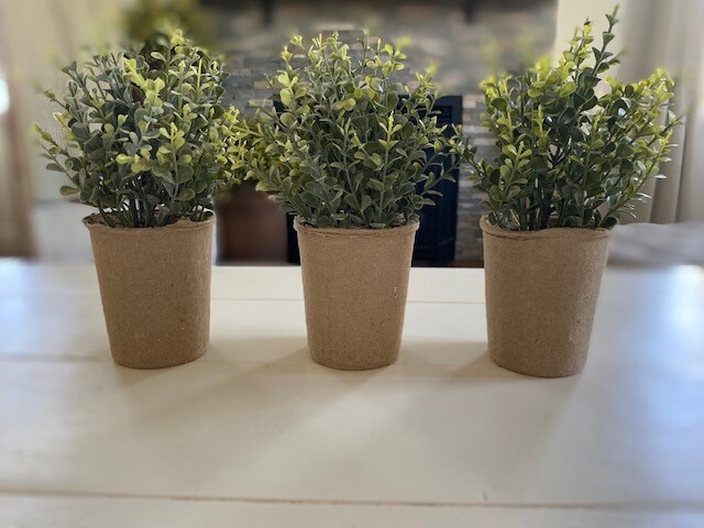 Boxwood Succulent