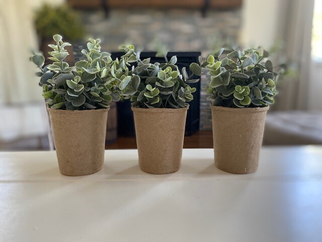 Eucalyptus Succulent
