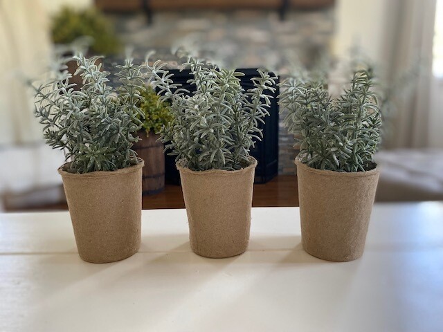 Rosemary Succulent