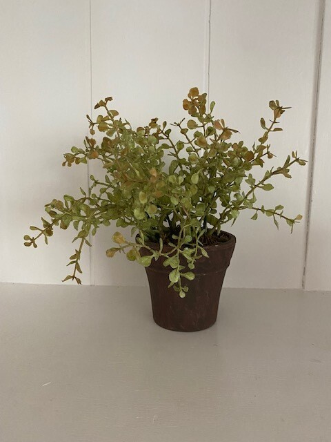 Potted Plant 2