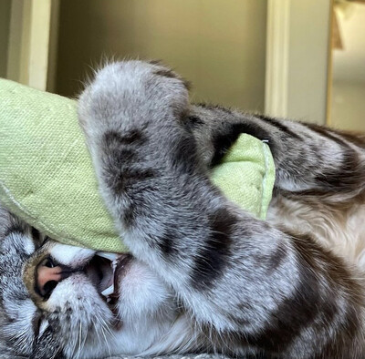Frank The Hemp Fish Cat Toy