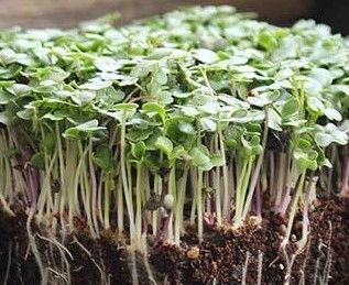 Microgreens Grow Kit REFILL - Salad Mix