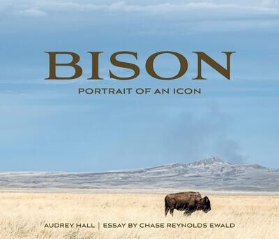 Bison Portrait Of An Icon