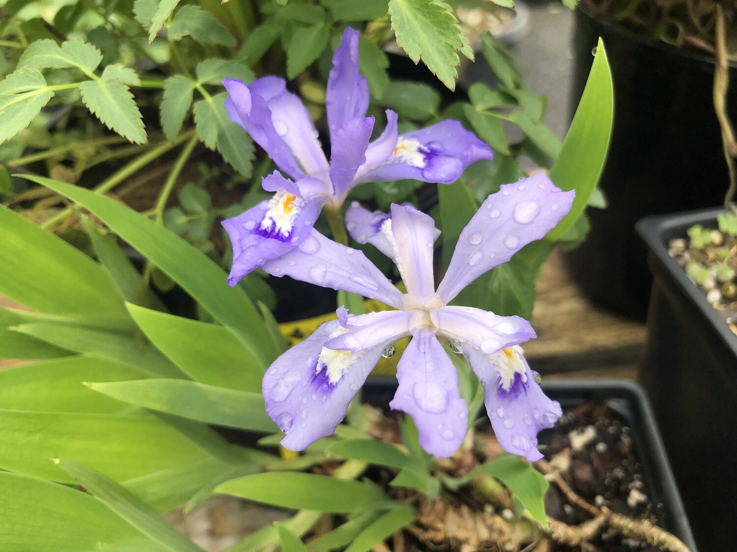 Store Iris cristata Qt