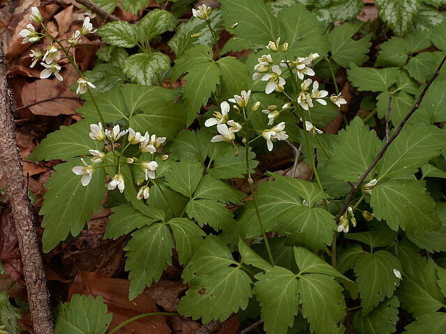 Store Cardamine diphylla Qt