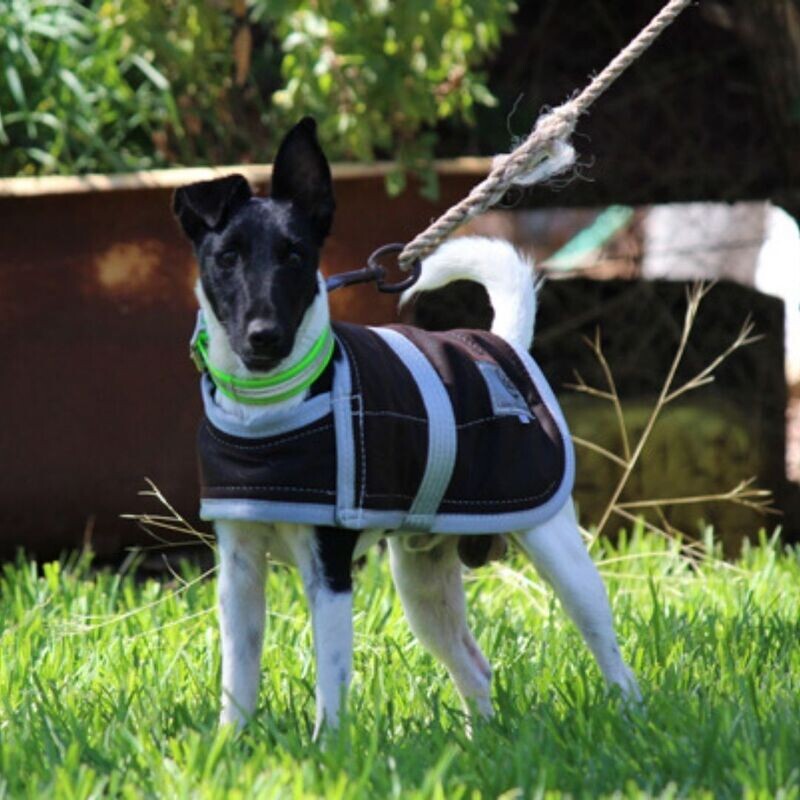 Winter Dog Coats - Oil Skin ($49 to $189)