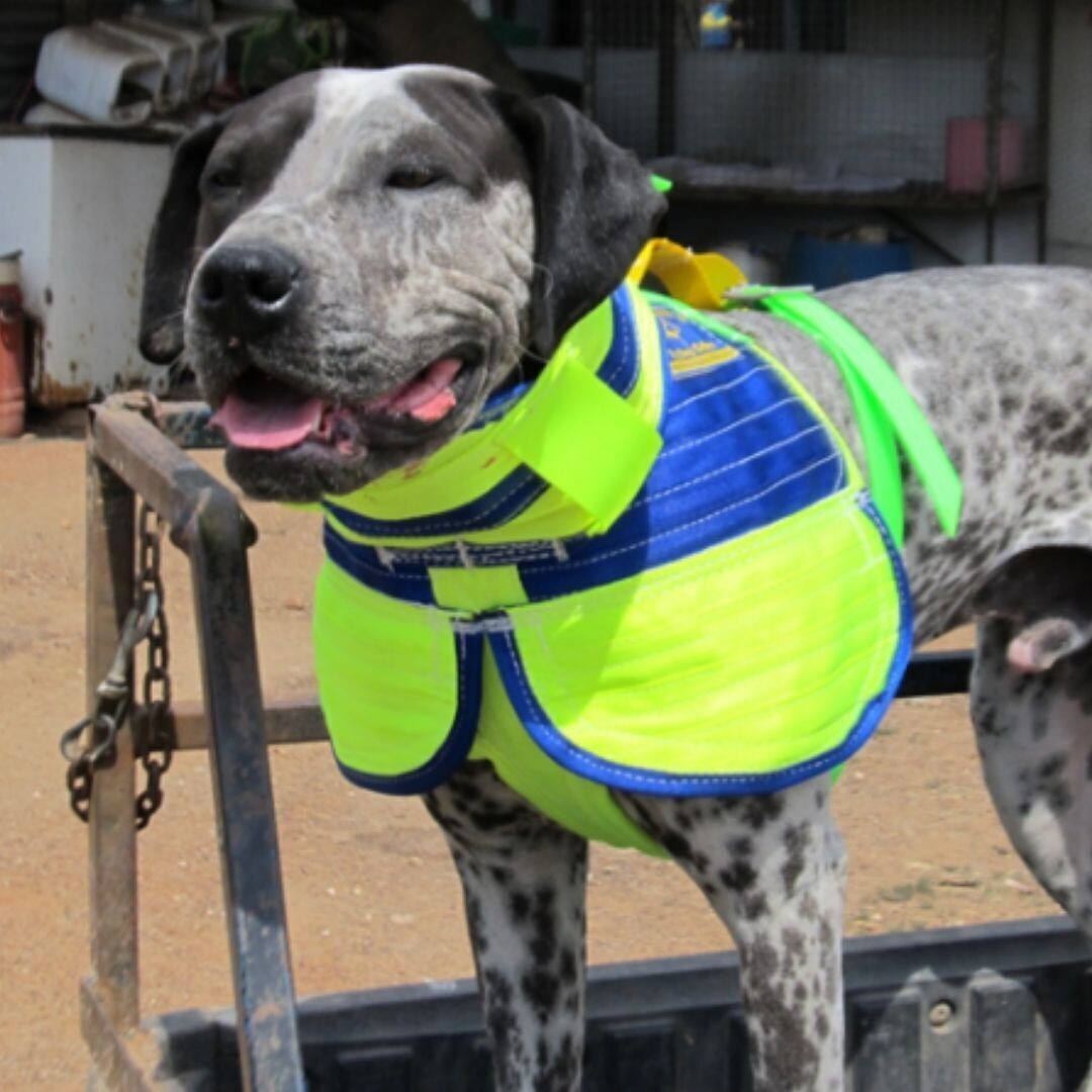 3/4 Collar with Shoulder Flaps