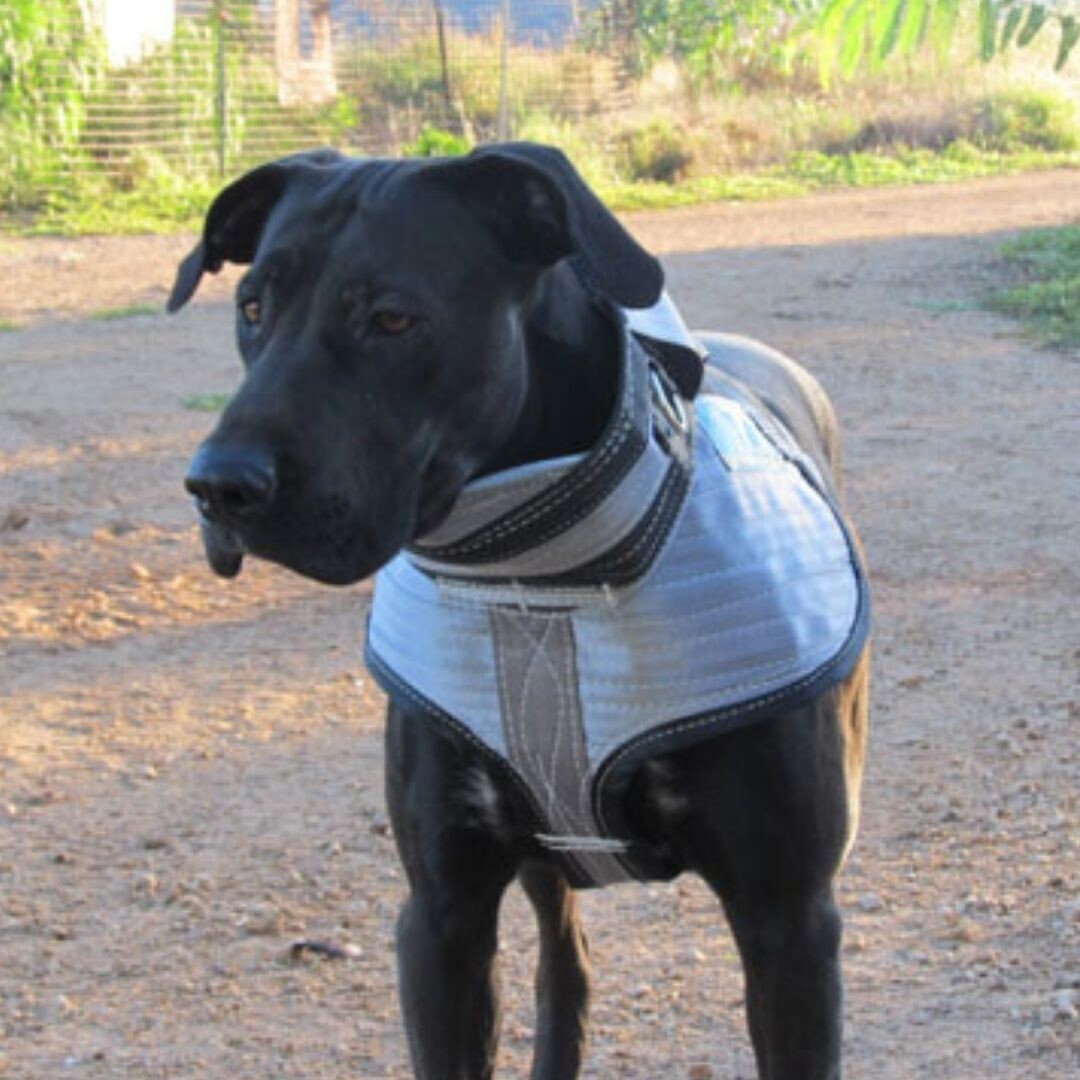 3/4 Collar