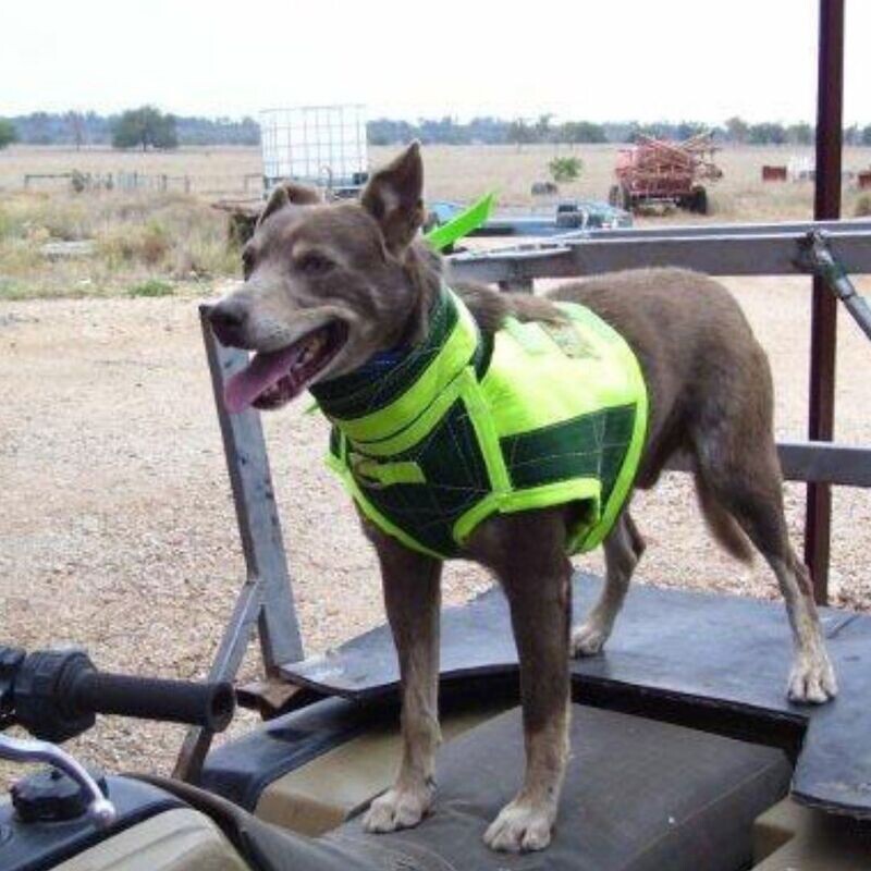 Full Body Collar