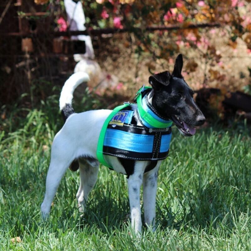 Chest Plate Collars