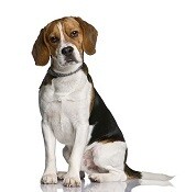 Compensation certificate for 700 kg of CO2 - Mid Size Dog
