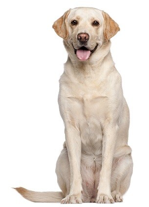 Compensation certificate for 1,100 kg of CO2 - Labrador Retriever