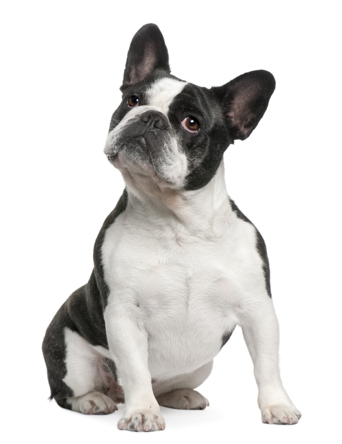 Compensation certificate for 500 kg of CO2 - French Bulldog