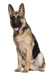 Compensation certificate for 1,100 kg of CO2 - German Shepherd