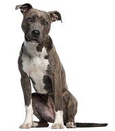 Compensation certificate for 1,100 kg of CO2 - American Staffordshire Terrier