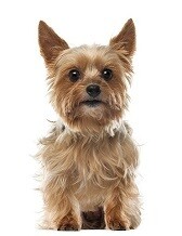Compensation certificate for 200 kg of CO2 - Yorkshire Terrier