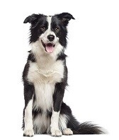 Compensation certificate for 700 kg of CO2 - Border Collie