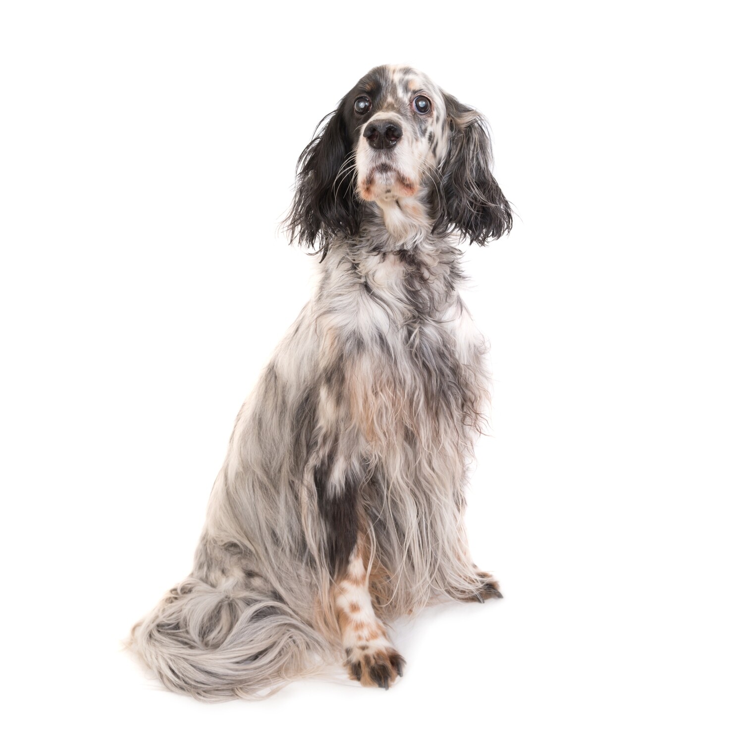 Compensation certificate for 900 kg of CO2 - English Setter