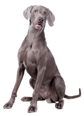 Compensation certificate for 1,200 kg of CO2 - Weimaraner