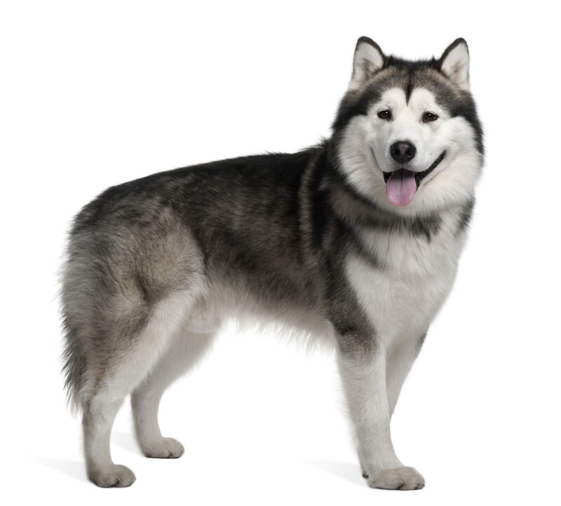 Compensation certificate for 1,700 kg of CO2 - Alaskan Malamute