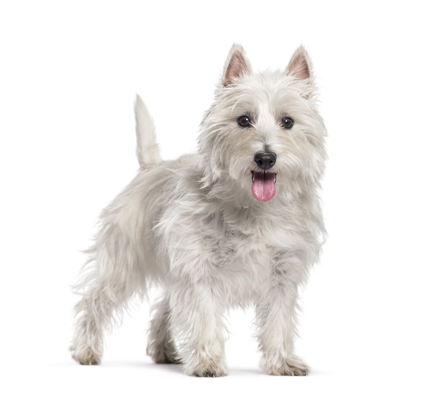 Compensation certificate for 400 kg of CO2 - West Highland White Terrier