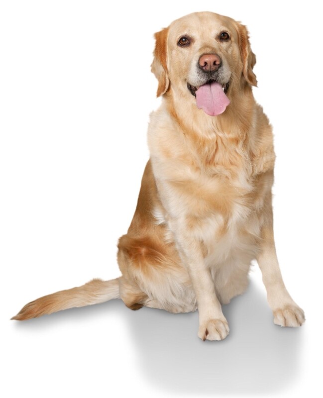 Compensation certificate for 1,100 kg of CO2 - Golden Retriever