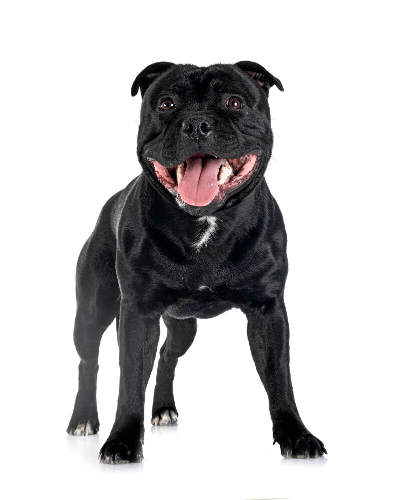 Compensation certificate for 600 kg of CO2 - Staffordshire Bull Terrier