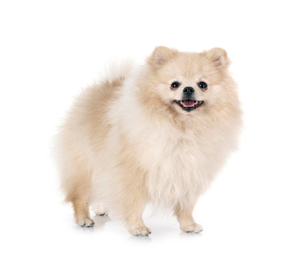 Compensation certificate for 200 kg of CO2 - Dwarf Spitz (Pomeranian)