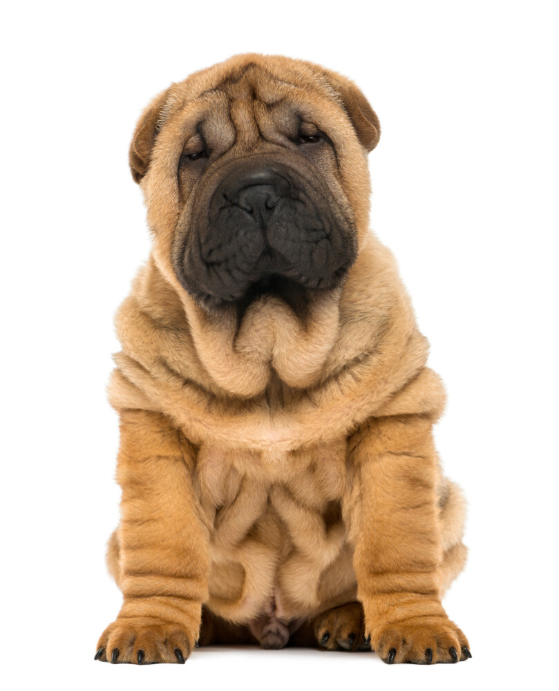 Compensation certificate for 900 kg of CO2 - Shar Pei