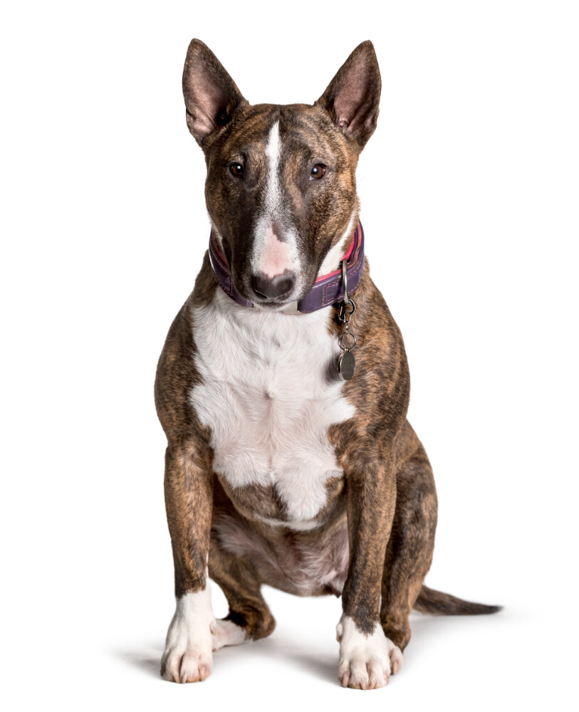 Compensation certificate for 600 kg of CO2 - Miniature Bull Terrier
