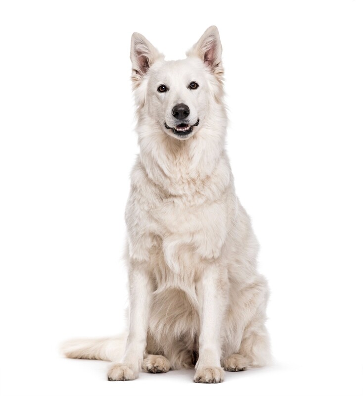 Compensation certificate for 1,200 kg of CO2 - White Swiss Shepherd