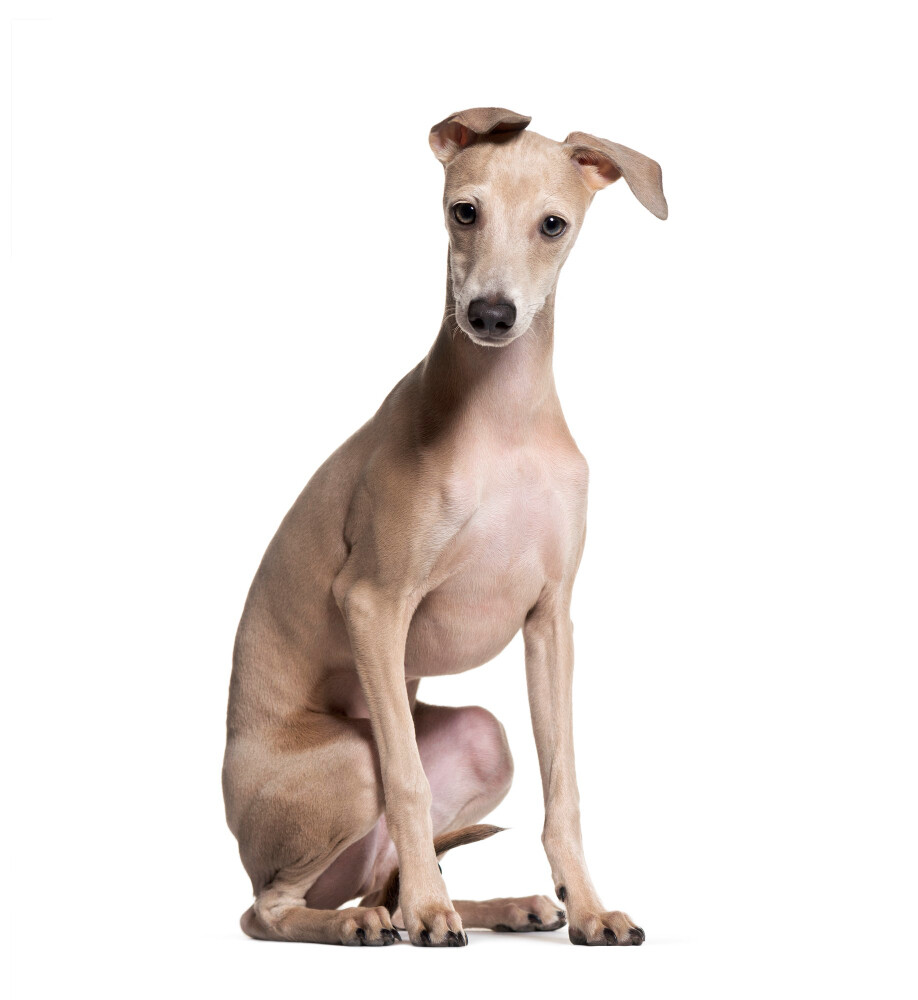 Compensation certificate for 300 kg of CO2 - Italian Greyhound