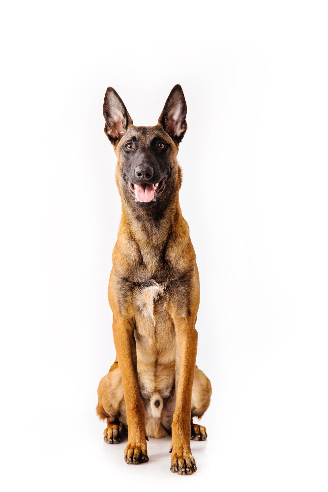 Compensation certificate for 1,300 kg of CO2 - Belgian Shepherd Dog