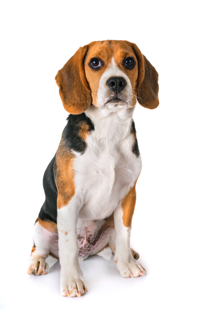 Compensation certificate for 600 kg of CO2 - Beagle