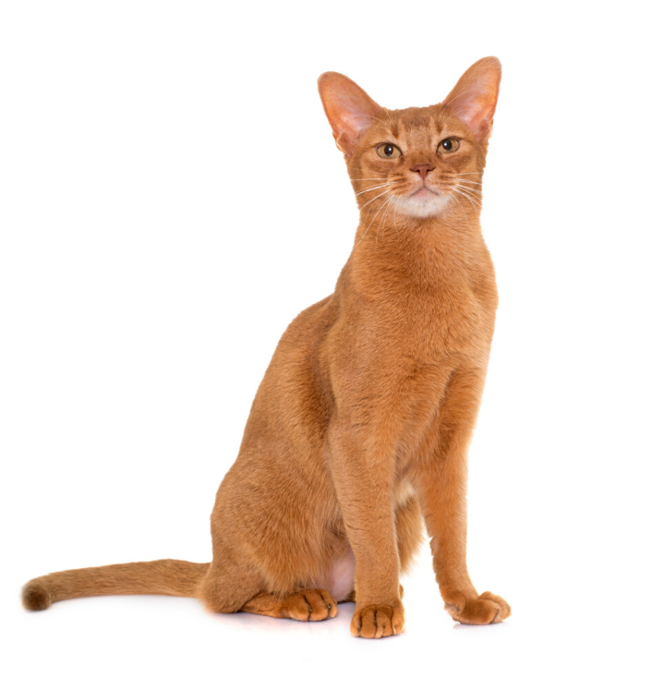 Compensation certificate for 400 kg of CO2 - Abyssinian cat