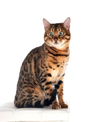Compensation certificate for 300 kg of CO2 - Bengal Cat