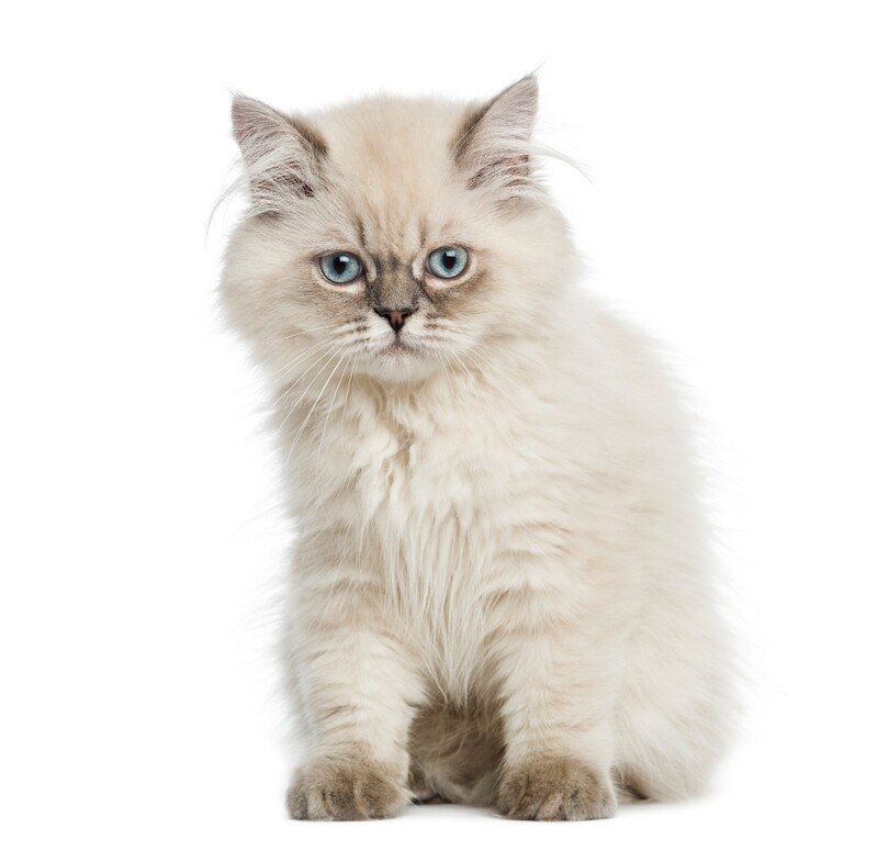 Compensation certificate for 300 kg of CO2 - British Longhair Cat