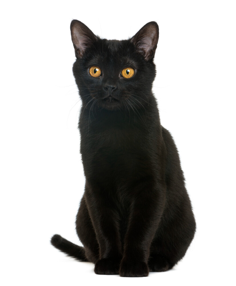 Compensation certificate for 300 kg of CO2 - Bombay Cat