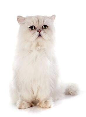 Compensation certificate for 300 kg of CO2 - Chinchilla Persian Cat