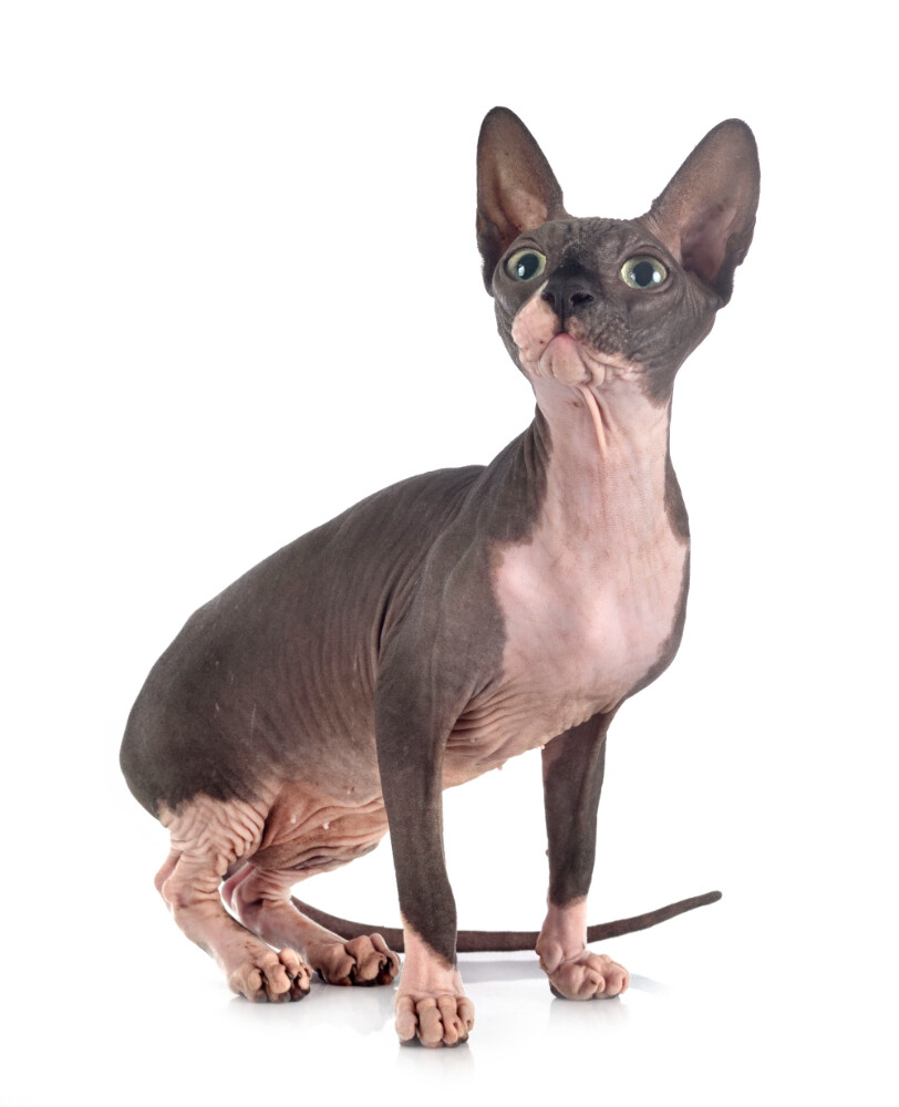 Compensation certificate for 300 kg of CO2 - Sphynx Cat