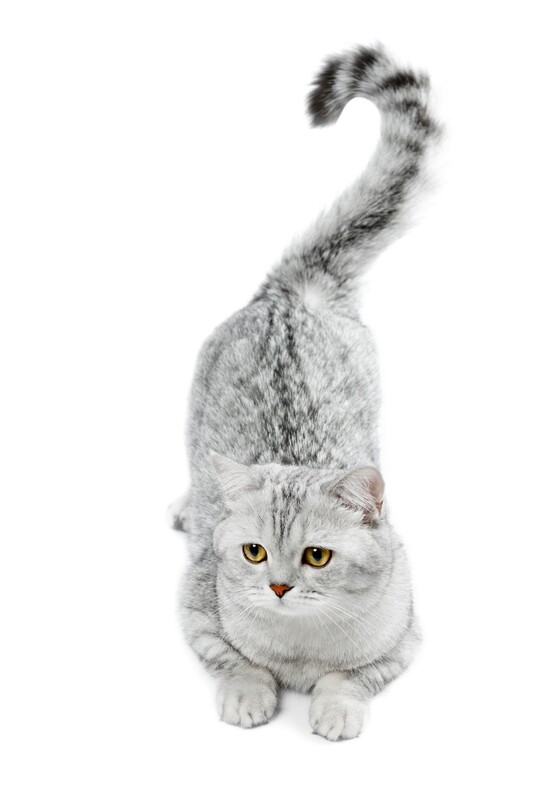 Compensation certificate for 300 kg of CO2 - Chinchilla Cat