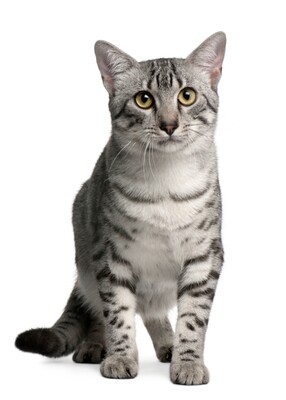 Compensation certificate for 200 kg of CO2 - Egyptian Mau Cat
