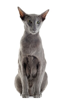 Compensation certificate for 300 kg of CO2 - Oriental Shorthair Cat