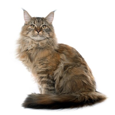 Compensation certificate for 300 kg of CO2 - Maine Coon Cat
