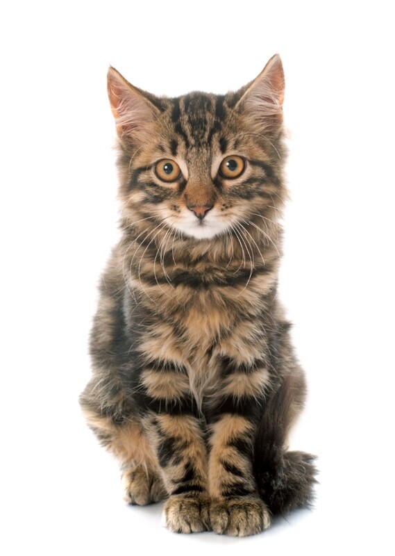 Compensation certificate for 300 kg of CO2 - Tabby