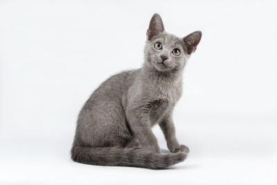 Compensation certificate for 300 kg of CO2 - Russian Blue Cat