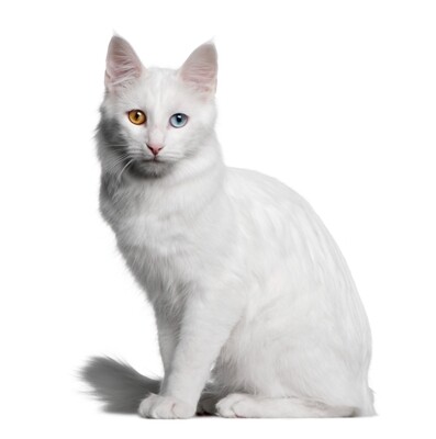 Compensation certificate for 300 kg of CO2 - Turkish Angora Cat