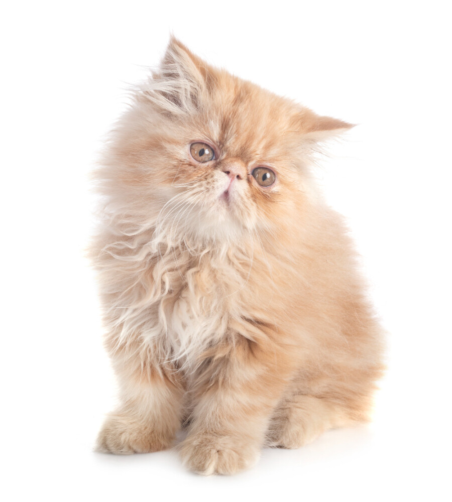 Compensation certificate for 300 kg of CO2 - Persian cat
